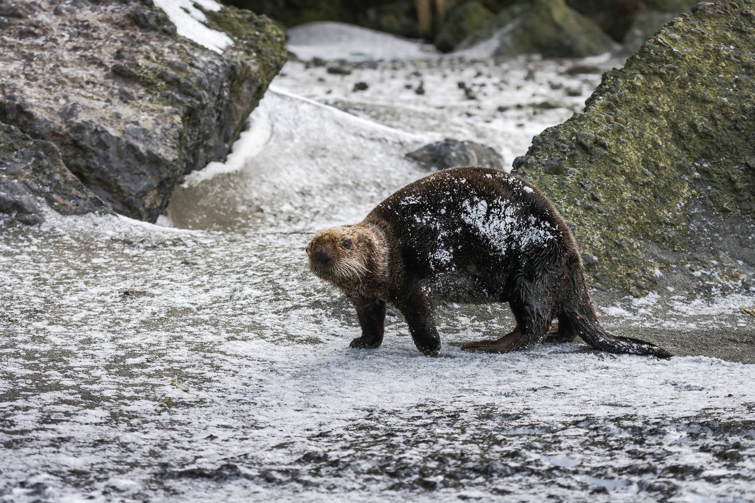 калан, морская выдра, морской бобр, морские млекопитающие, калаха, Уткин Дмитрий