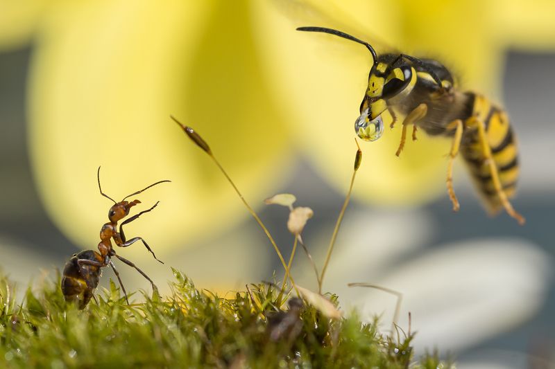 Про осу и Мураша фото превью