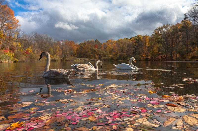 природа,осень,пейзаж,деревья,отражения,озеро,вода,листья,лебеди, Осень на озере. фото превью