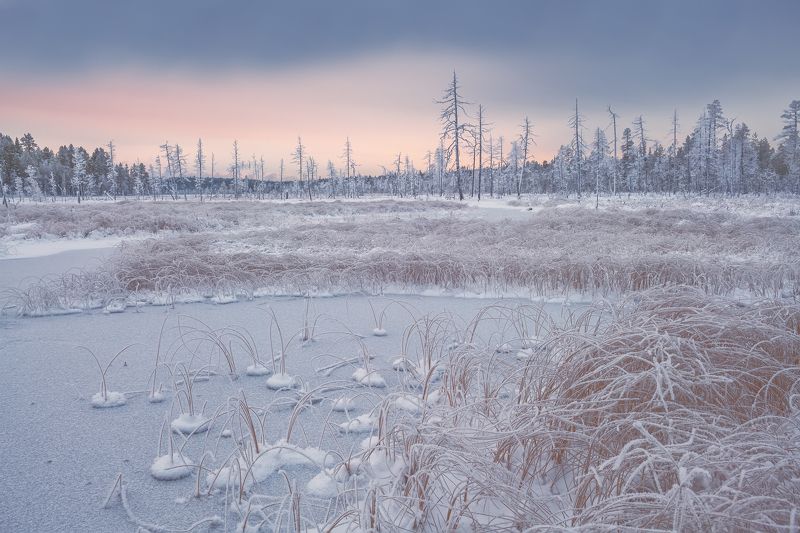 Седое болотце... фото превью