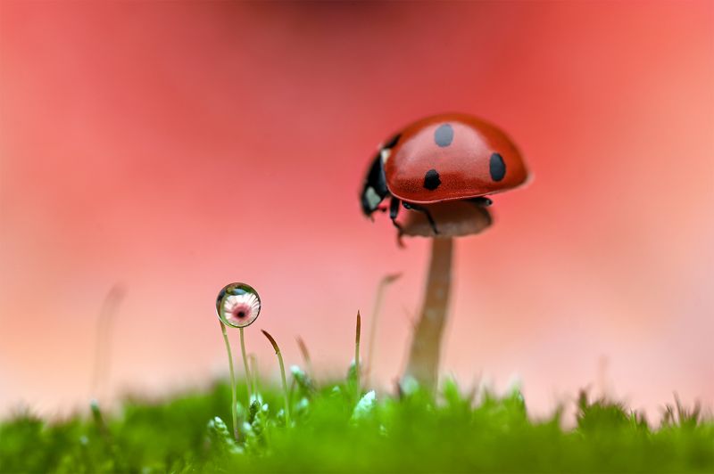 фото превью