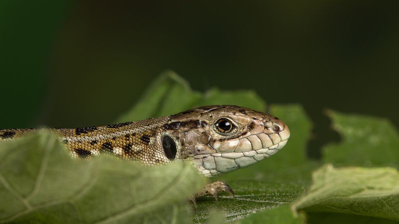 Ящерица фото превью