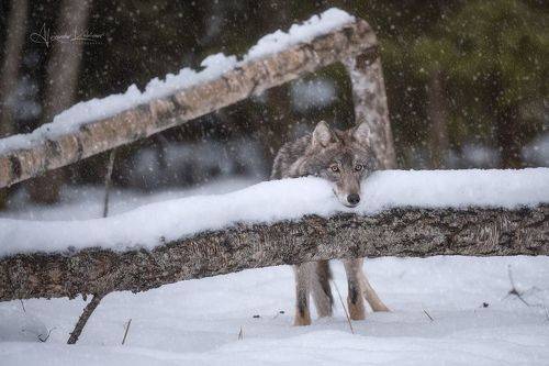 Меланхолия...