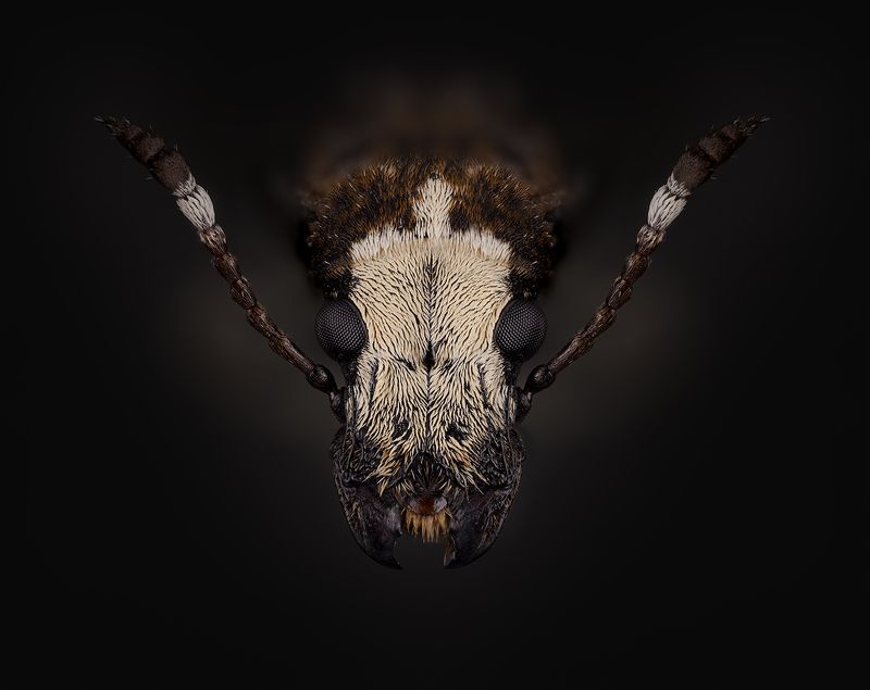 coleoptera, anthribidae, platystomos albinus, ложнослоник беловатый, netikrastraublis Белолоб фото превью