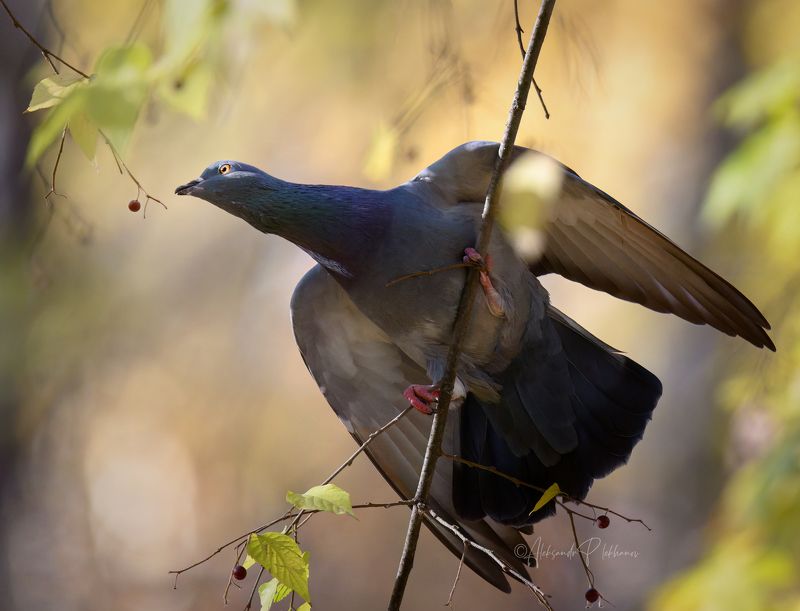 Угощение осени фото превью