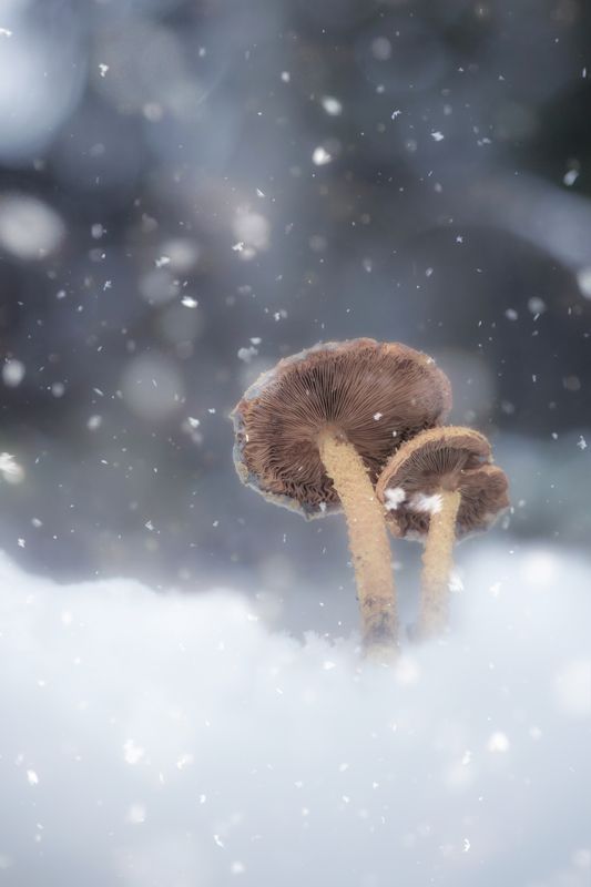макро, природа, грибы, снег, pentacon, macro, snow, manual lens, forest, nature, mushroom Вдвоём фото превью