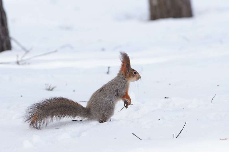 squirrel, volgograd, russia,  # фото превью