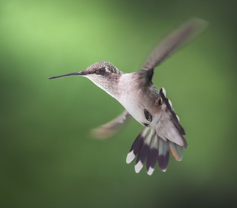 bird, humming, hummingbird, hummingbirds, hummer, rufous, nature, animals, wild, action, dynamic Crossword фото превью