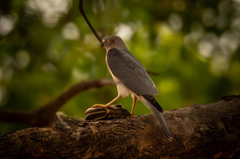 Lunch Time! фото превью