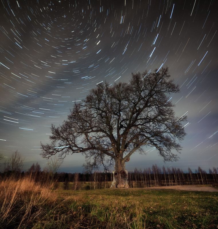 Дуб, ночь, треки, звёзды, дерево Поздняя осень фото превью