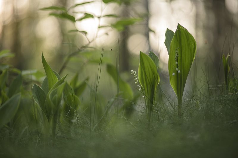 ландыши, полёт, комарик, весна, свет, лес, макро, природа, геннадий мещеряков, nikon d 850, carl zeiss makro-planar t* 100mm f/2 zf.2 Утро в ландышах с комариком... фото превью