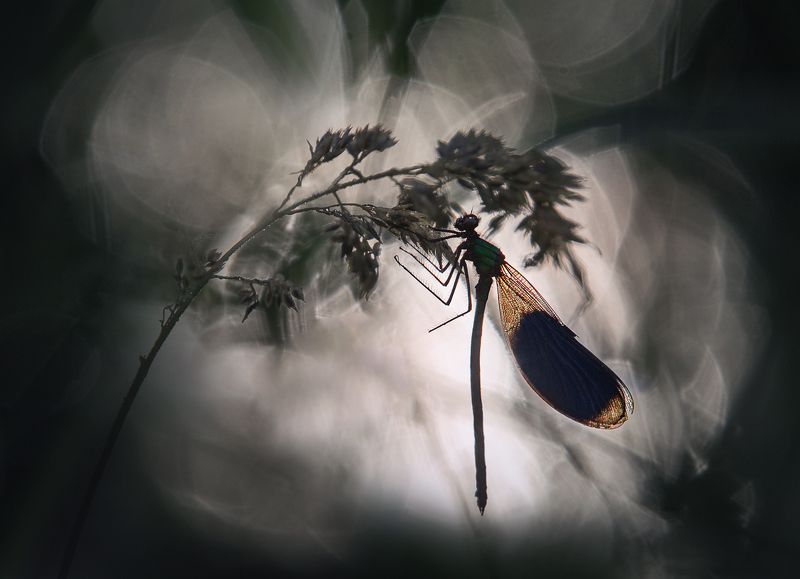 *** фото превью