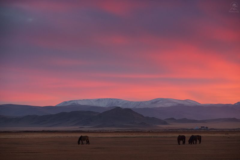 алтай, фототур по алтаю, осень, горы, горный алтай, республика алтай, кош-агач ВЕЧЕР В СТЕПИ фото превью