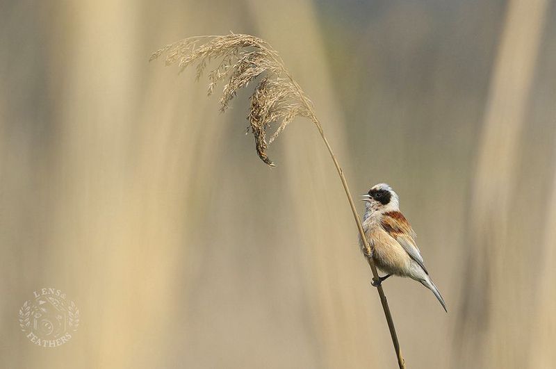 Lens and Feathers фото превью