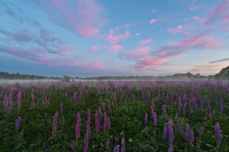 лето,вечер.туман,лбпины,небо.облака,краски вечерние люпины фото превью