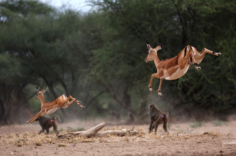 фото превью