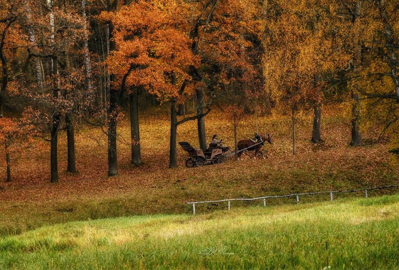 деревья конь коляска возница Осенняя пора фото превью