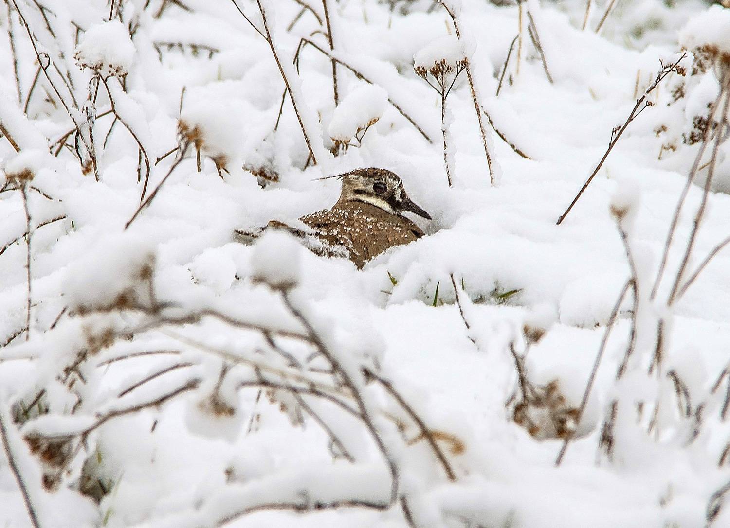 самка чибиса, непогода,обильный снег, гнездо,выпаривание птенцов, Белоусов Михаил