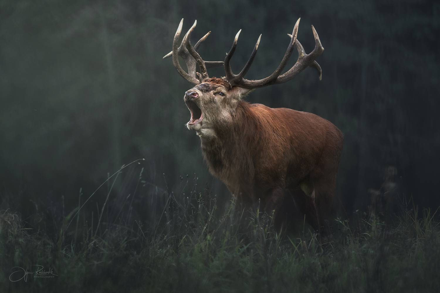 олень, беларусь, гон, deer, rut, осенний гон, красный бор, Рудченко Ольга