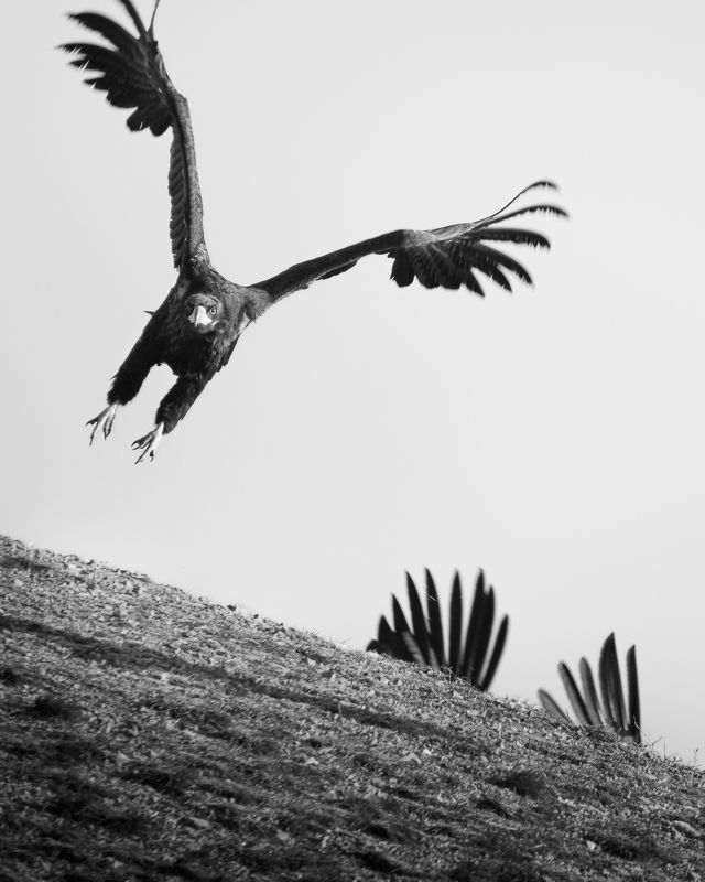 Прятки… фото превью