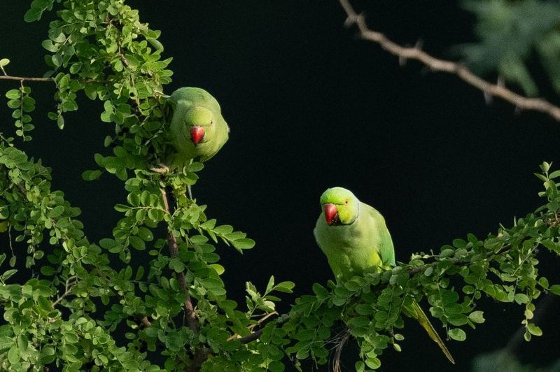 Parakeets фото превью