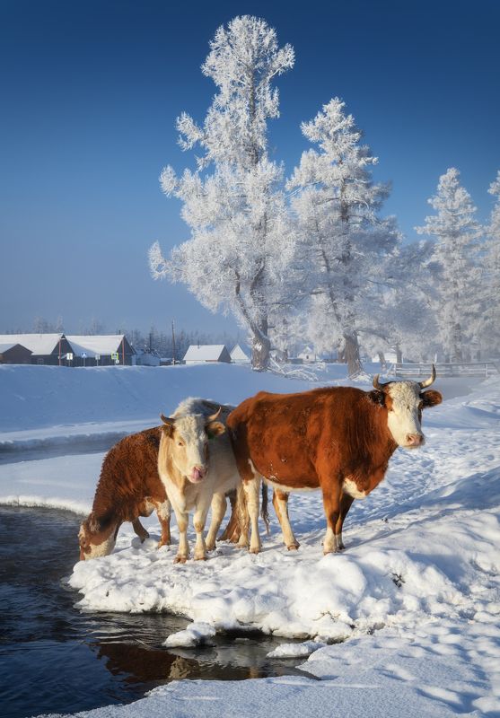 алтай, горный алтай, кош-агачский район, курайская степь, водопой, коровы, крупный рогатый скот, зима, зимний алтай, горы, курай, домашние животные, телочки Три девицы.. у водопоя фото превью