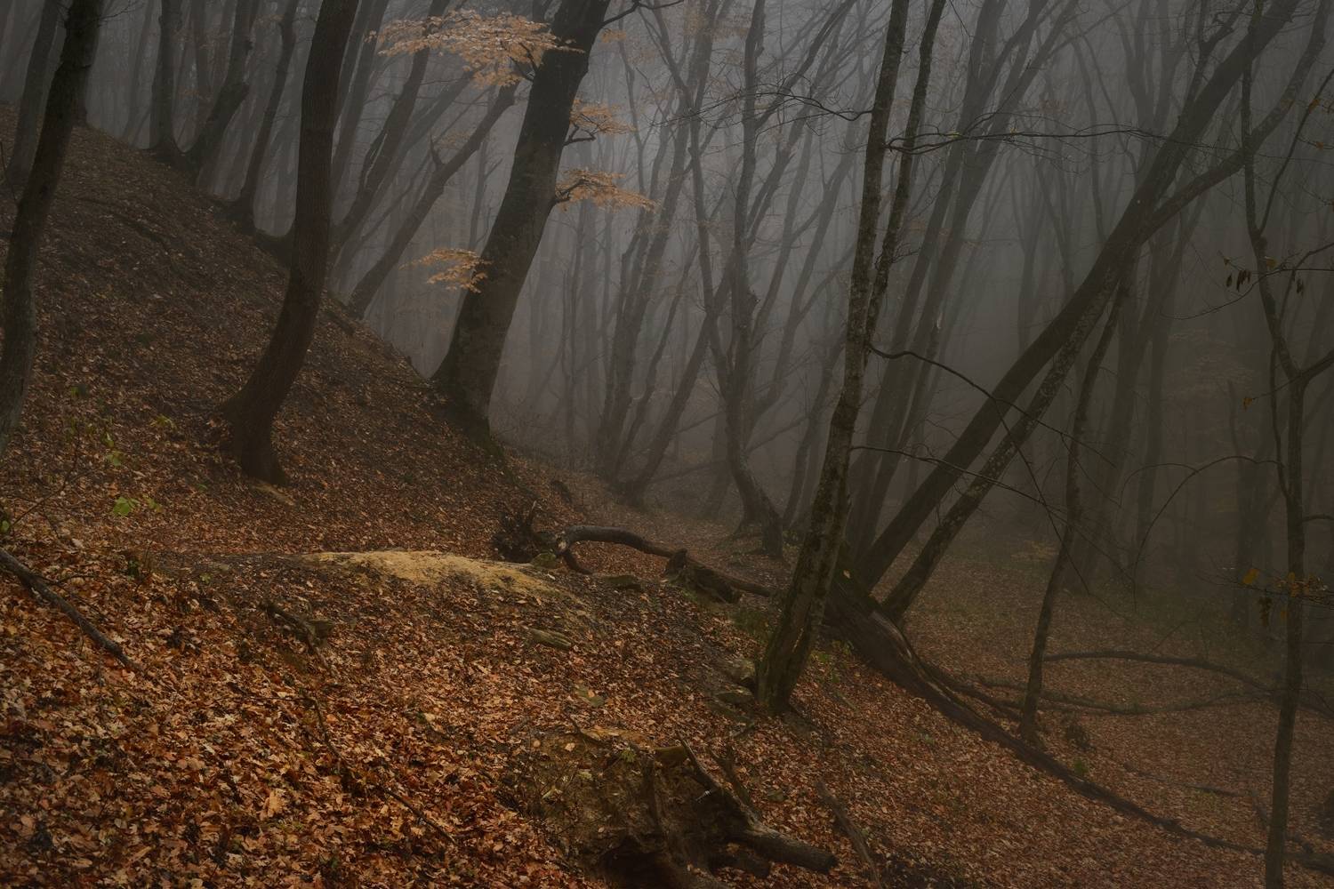 осень листва утро лес, Александр Жарников