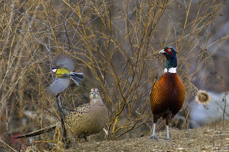 природа семья фото превью