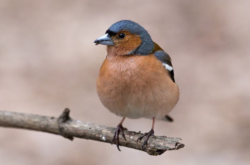 Зяблик фото превью