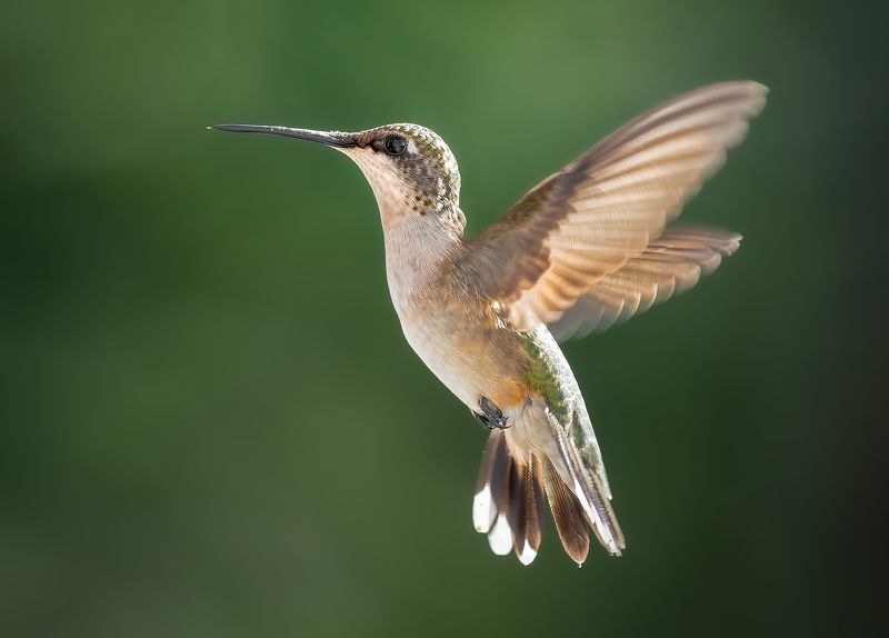bird, humming, hummingbird, hummingbirds, hummer, rufous, nature, animals, wild, action, dynamic Angel фото превью