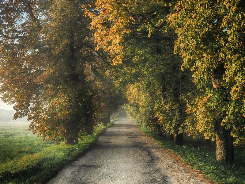 Autumn morning фото превью
