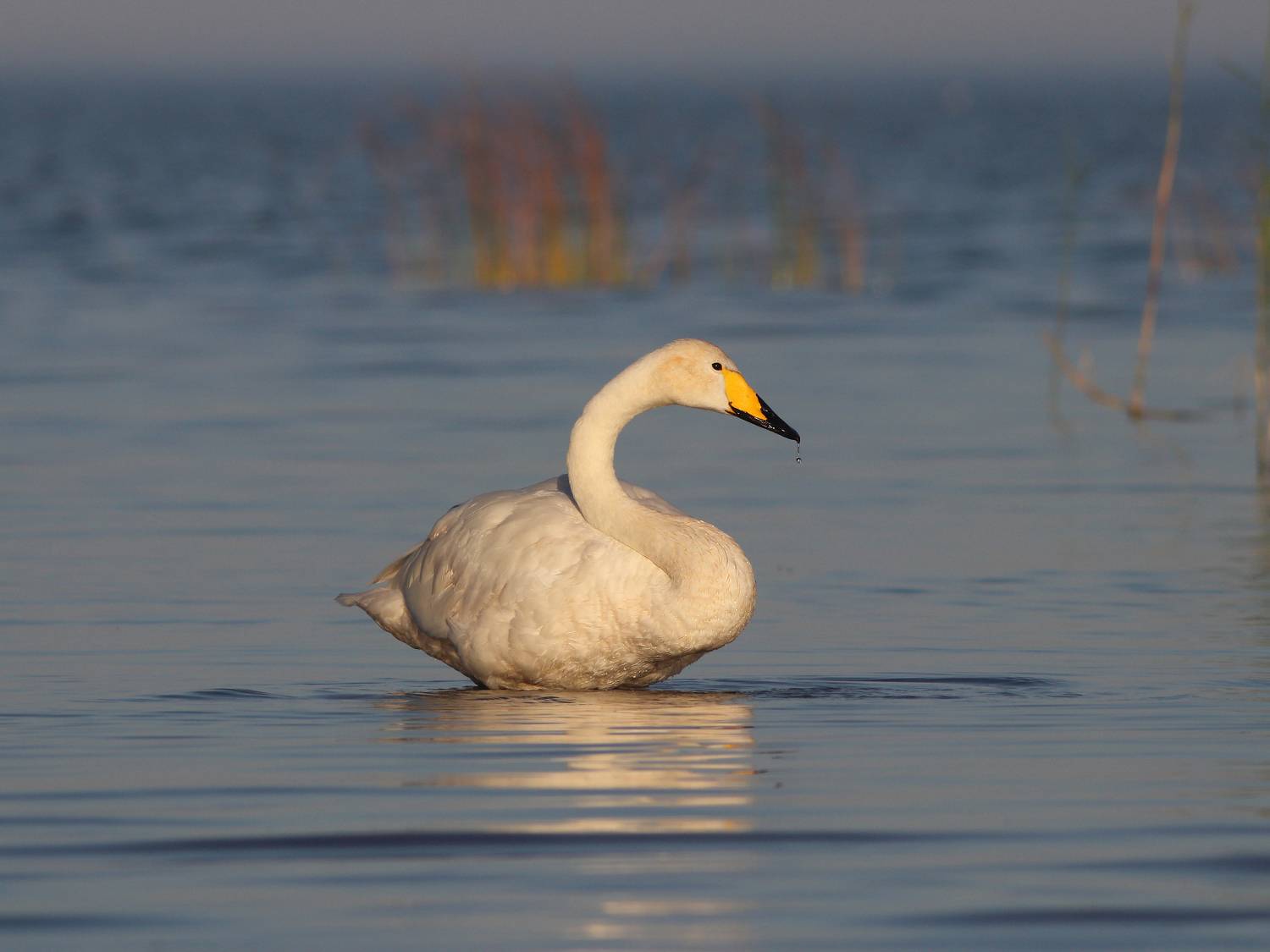 лебедь-кликун, лебедь, cygnus cygnus, whooper swan, swan, куршская коса, куршский залив, Бондаренко Георгий