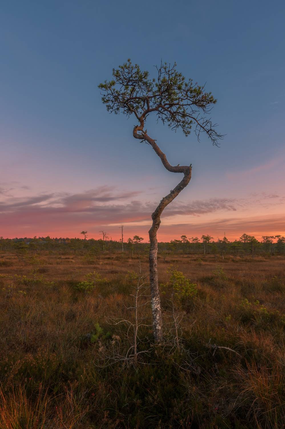 болото, ленинградская область, Mikhail Shirobokov