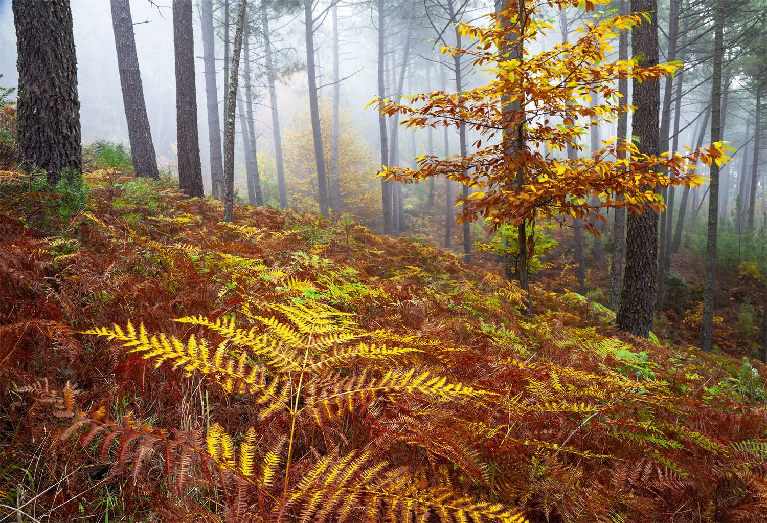 photo, photography, picture, land, landscape, nature, autumn, river, color, mood , colorful, green, river, flow, flowing, forest, mountains, jimenez millan samuel