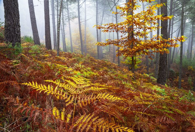 photo, photography, picture, land, landscape, nature, autumn, river, color, mood , colorful, green, river, flow, flowing, forest, mountains Ancient autumn фото превью