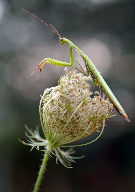 Богомол фото превью