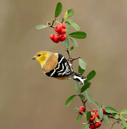 American Goldfinch - Американский чиж