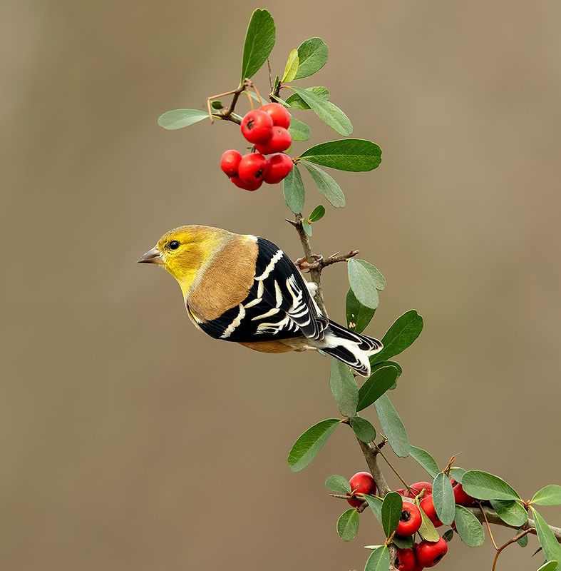 american goldfinch, американский чиж, чиж, winter birds, зимнии птицы American Goldfinch - Американский чиж фото превью