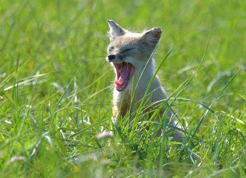 C добрым утром, корсачёнок!