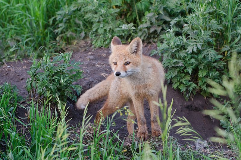 лиса Сестричка фото превью