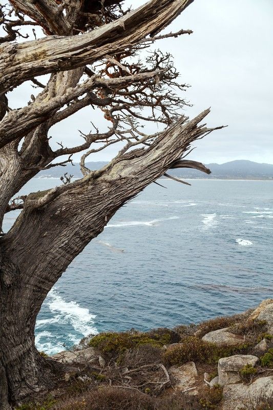 Древо фото превью