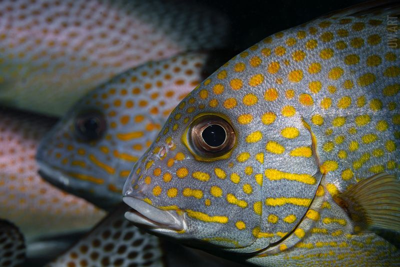 Чувство локтя фото превью