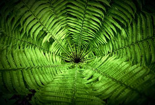 Лесной портал