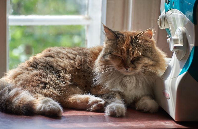 ***** фото превью