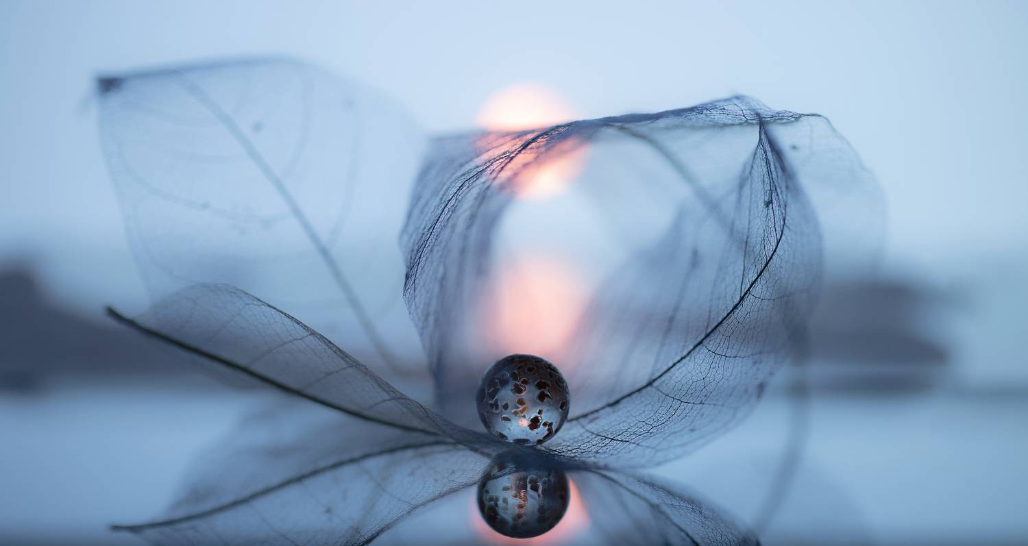 макро, macro, отражение, reflection, blue, Обидина Мария