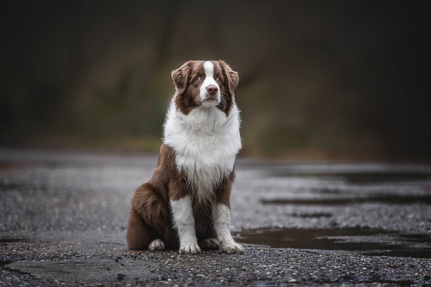 , Ирина Голомб