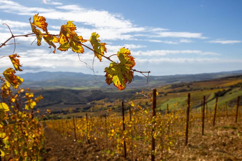 После сборки урожая фото превью