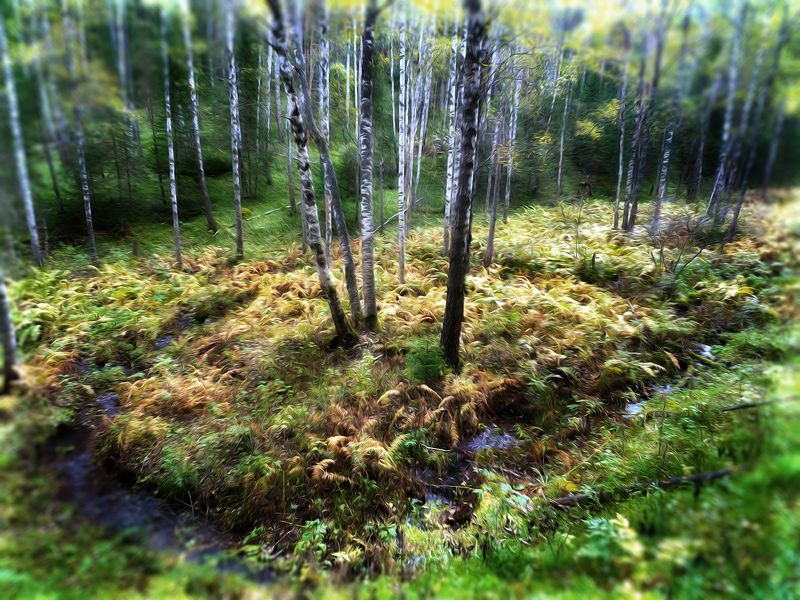 Островок на болоте. фото превью