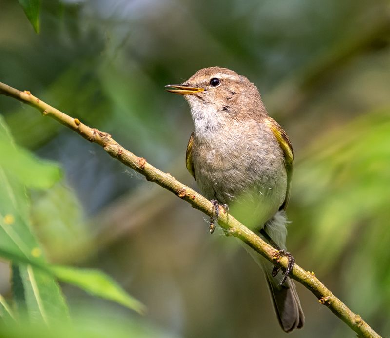 птица, пеночка весничка, Пеночка весничка. (4 ФОТО) фото превью