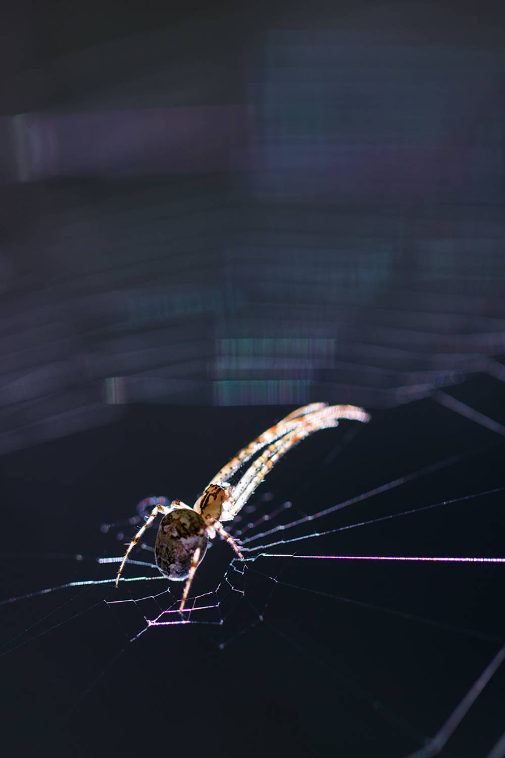 макро, паук, spider, macro, Хилько Марина